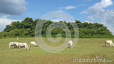 Greenery blu sky a wide cattle field Stock Photo