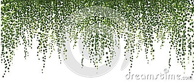Climbing wall of ivy. vector illustration on white background. banner and web background. Vector Illustration
