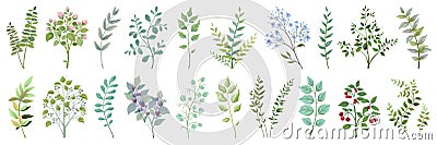 Greenery elements. Leaves branches foliage wedding plants, vintage nature botanical collection. Vector exotic garden Vector Illustration