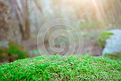 greenery environment in the nature forest . focus on green moss with blurred trees on background Stock Photo