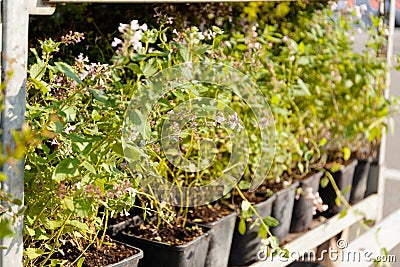 Greenery horticultural, botanical decoration herbs. Garden market, shop Stock Photo