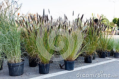 Greenery horticultural landscape and garden decoration herbs. Sale Stock Photo