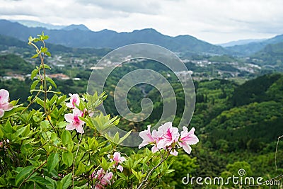 Greenery mountain panorama and town view from afar with pink flo Stock Photo