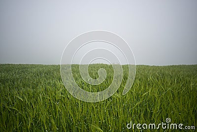 Greenery rising in foggy air Stock Photo