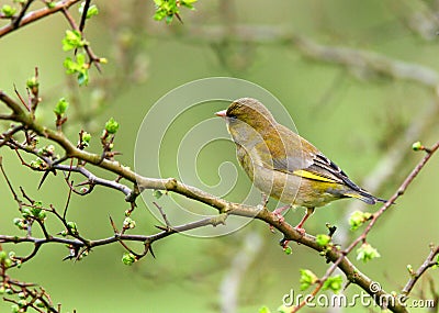 The Greenfinch Stock Photo