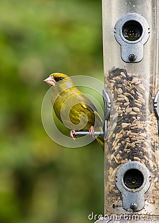 Greenfinch on bird feeder Stock Photo