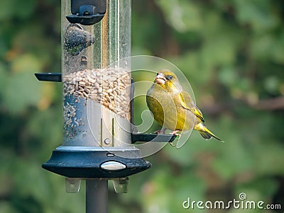 Greenfinch, Carduelis chloris, male feeding on a bird seed feeder Stock Photo