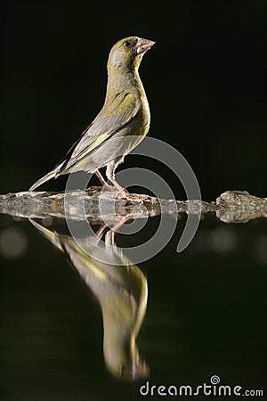 Greenfinch, Carduelis chloris Stock Photo