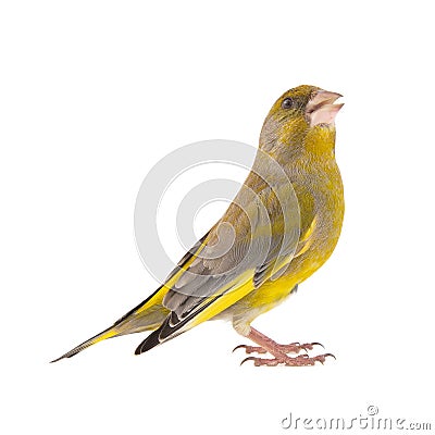 Greenfinch isolated on a white background. Carduelis chloris Stock Photo