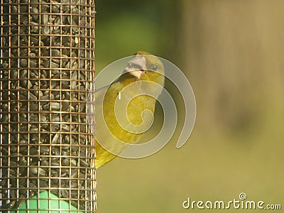 Greenfinch with open mouth on bird feeder Stock Photo