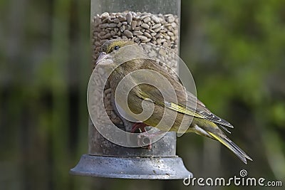 Greenfinch, Scientific name: Chloris Stock Photo