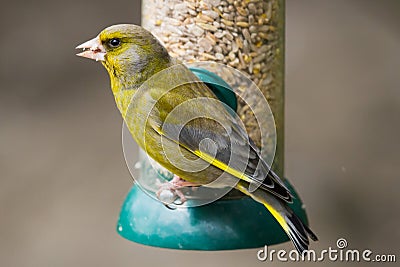 Greenfinch Stock Photo