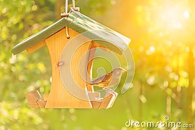 Greenfinch with seed feeder Stock Photo