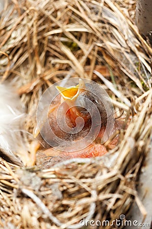 Greenhorn nestling opened beak sitting in a nest Stock Photo