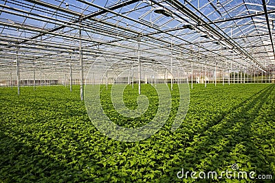 Greenhouse Stock Photo