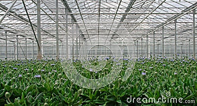 Greenhouse Stock Photo
