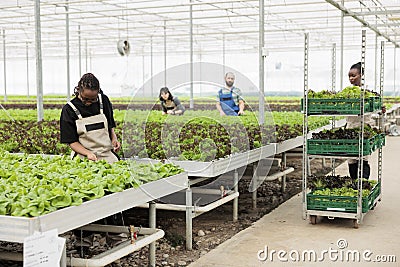Greenhouse african american farmer cultivating lettuce checking for pests Stock Photo