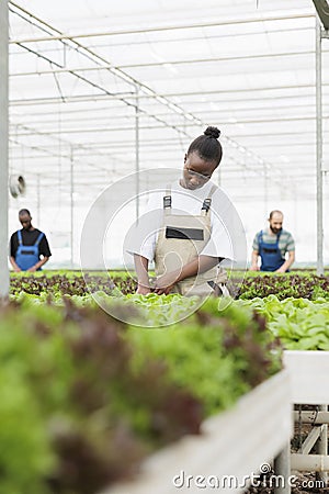 Greenhouse african american farmer cultivating lettuce in hydroponic enviroment taking care of plants Stock Photo