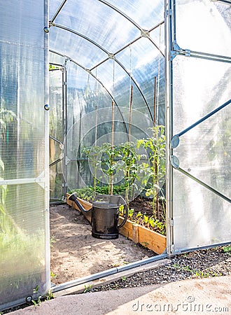 Greenhouse in back garden with open door and bailer Stock Photo