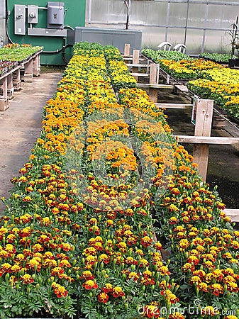 Greenhouse Benches Stock Photo