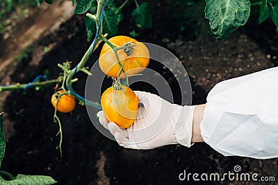 Greenhouse biotechnology engineer examines tomato for disease Stock Photo