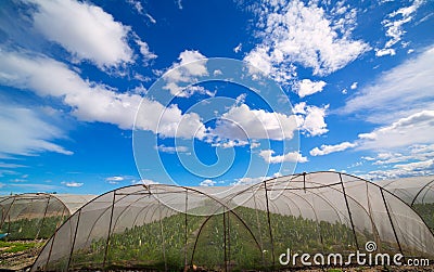 Greenhouse with chard vegetables under dramatic blue sky Stock Photo