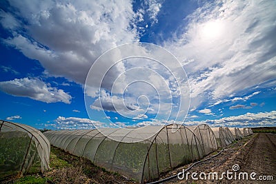 Greenhouse with chard vegetables under dramatic blue sky Stock Photo