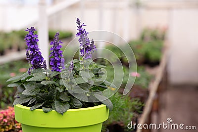 Greenhouse in city and blooming season in spring, growing plants for sale, nature and business Stock Photo