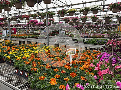 Array of marigolds in a commercial greenhouse Editorial Stock Photo