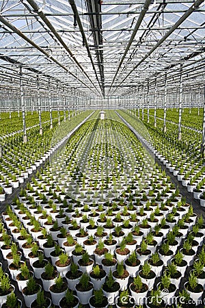 Greenhouse Conifers Stock Photo