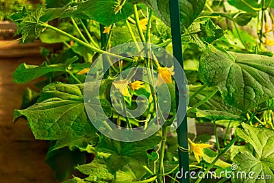 Greenhouse Cucumbers Cultivation On Eco Farm Stock Photo
