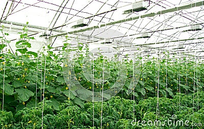 Greenhouse cucumbers Stock Photo