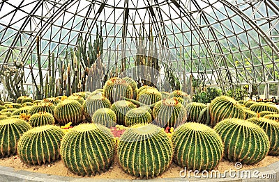 Greenhouse of desert plants Stock Photo