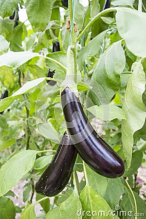 Greenhouse eggplant field agriculture Turkey / Antalya Stock Photo