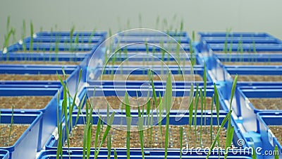 Greenhouse experimental cultivation technologically for scientific research of barley Hordeum vulgare and wheat Triticum Editorial Stock Photo