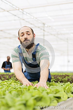 Greenhouse farmer cultivating lettuce in hydroponic enviroment taking care of plants for optimal growth Stock Photo