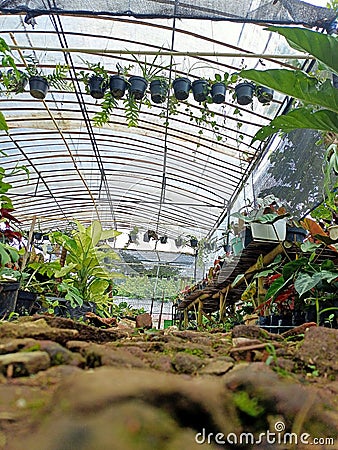 greenhouse filled with different types of plants, plant environment, plants and forests, full of plants and habitats, full room Stock Photo