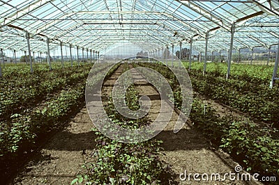 Greenhouse filled with rose plants Stock Photo
