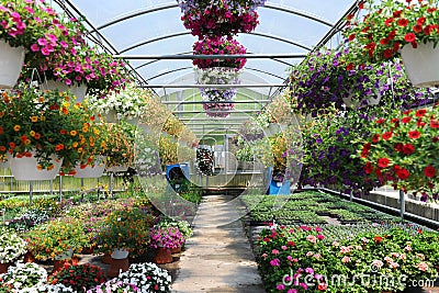 Greenhouse With Flowers Stock Photo
