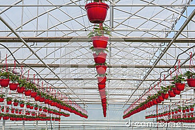 Greenhouse. Flowers in red pots. Flower agribusiness Stock Photo