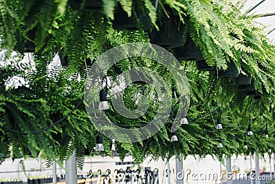 Greenhouse full of Boston ferns Nephrolepis exaltata among string lights Stock Photo