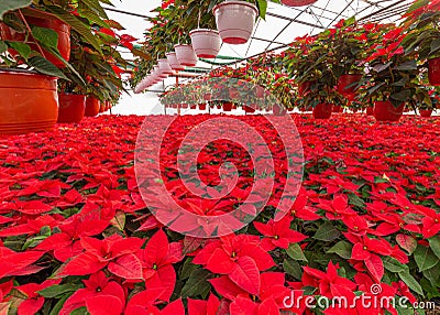 Christmas star plant Stock Photo