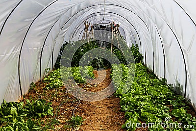 Greenhouse garden with vegetables Stock Photo