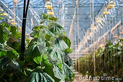 Greenhouse Stock Photo