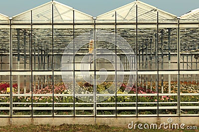 Greenhouse in Nieuwerkerk aan den Ijssel in the Netherlands with growing all colors of Gerbera flowers Editorial Stock Photo