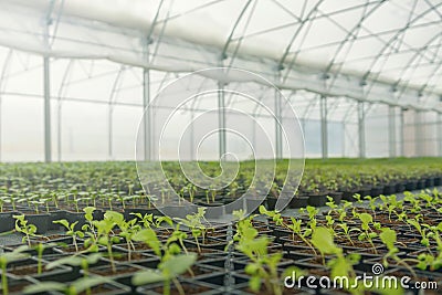 Greenhouse plant nursery. Spring Seedlings, Young plants growing Stock Photo