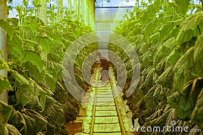 Greenhouse plant, picking cucumbers Stock Photo