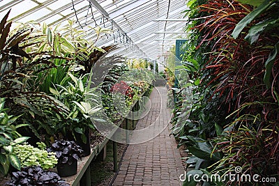 Greenhouse Plants Stock Photo