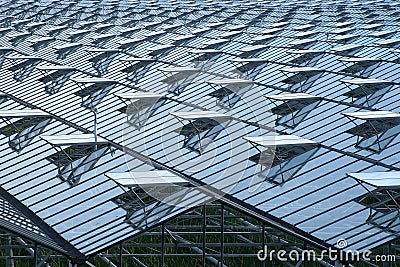 Greenhouse roof with a lot of opened windows. Stock Photo