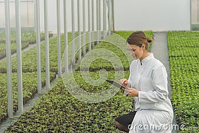 Greenhouse Seedlings Growth. Female Agricultural Engineer Stock Photo